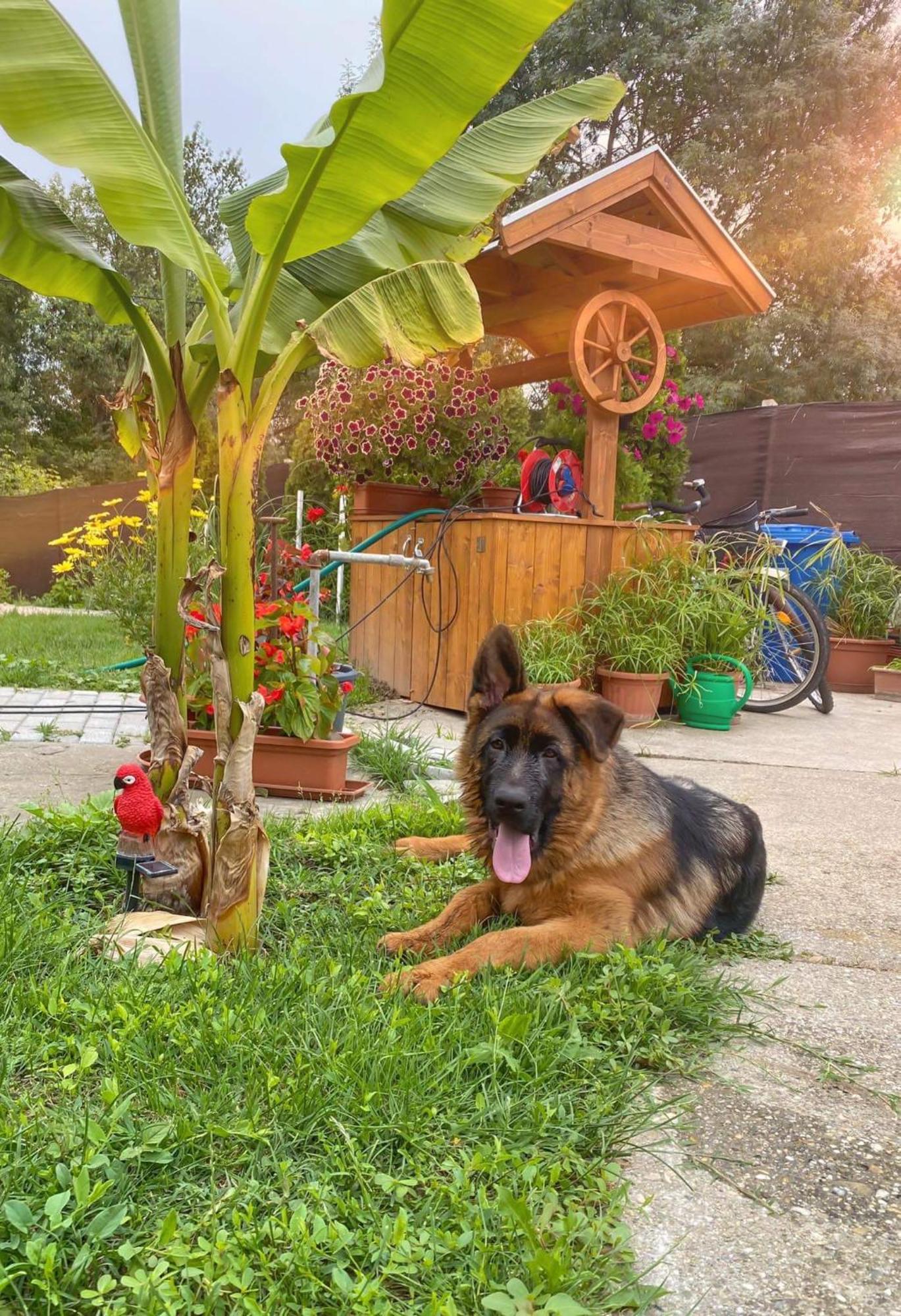 Villa Arany Vendeghaz Szarvas Exterior foto